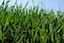 Revegetation-Native Seeding