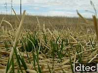 Drill Seeding - Breaking Through